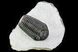 Adrisiops Weugi Trilobite - Recently Described Phacopid #110710-1